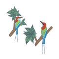 Blue Throated Bee Eaters standing on the tree